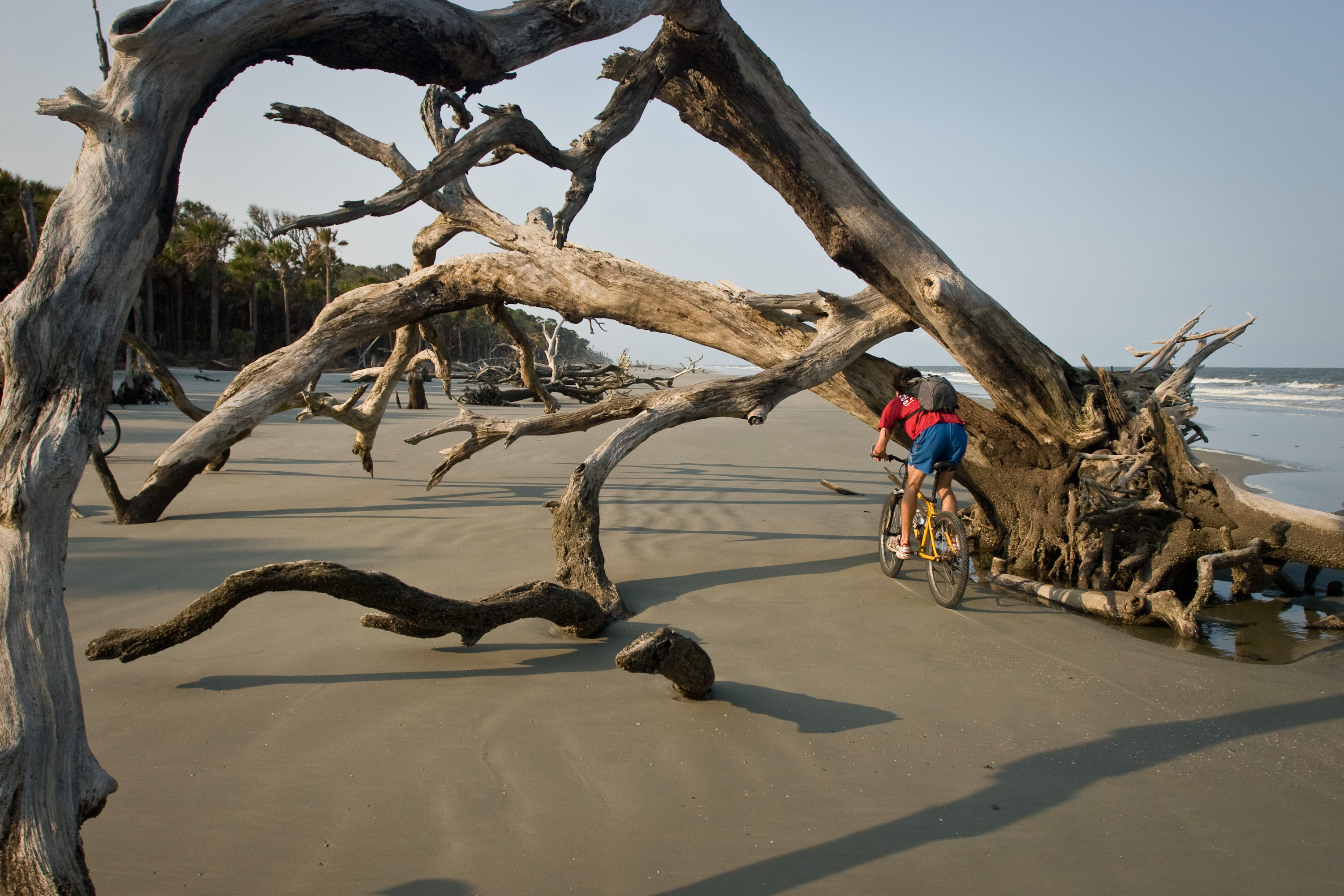 Andrew biking under tree on beach