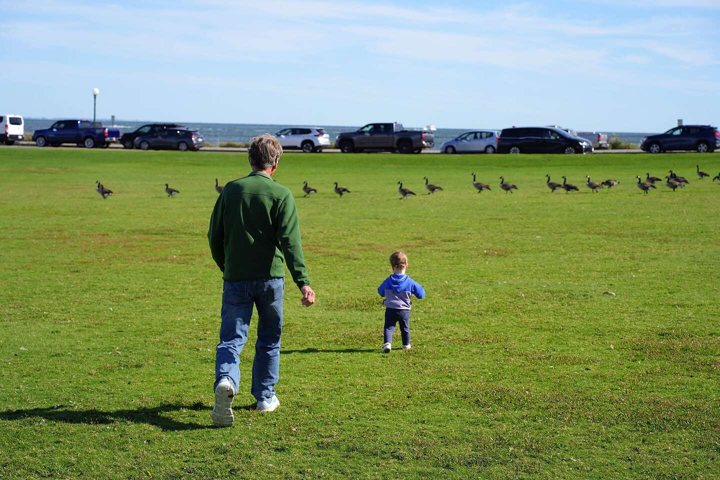 Chasing the geese