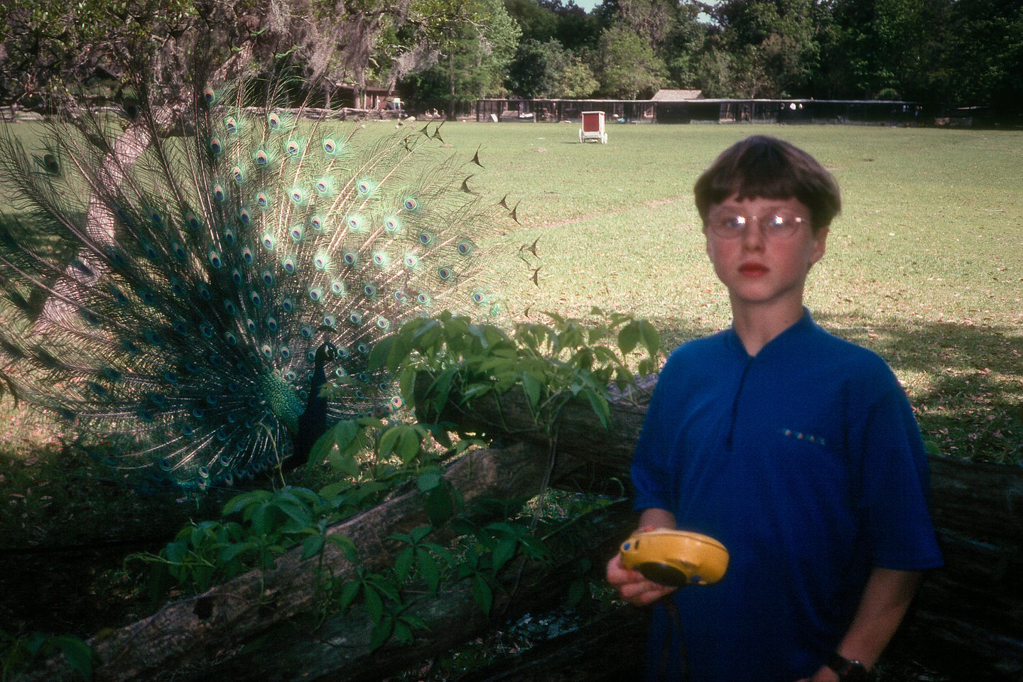 Tommy with peacock