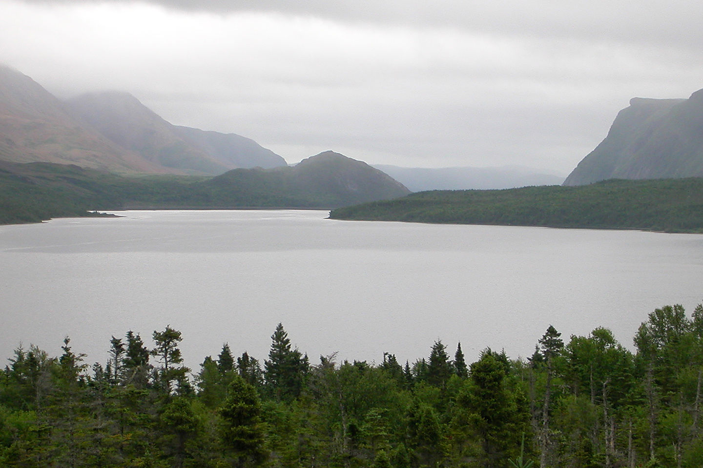 Trout River Pond in the mist