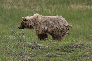 Grizzly pooping