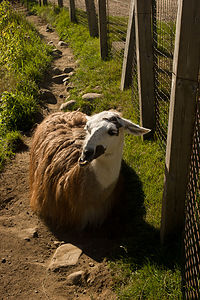 Parc du Mont-Sainte-Anne Llama?