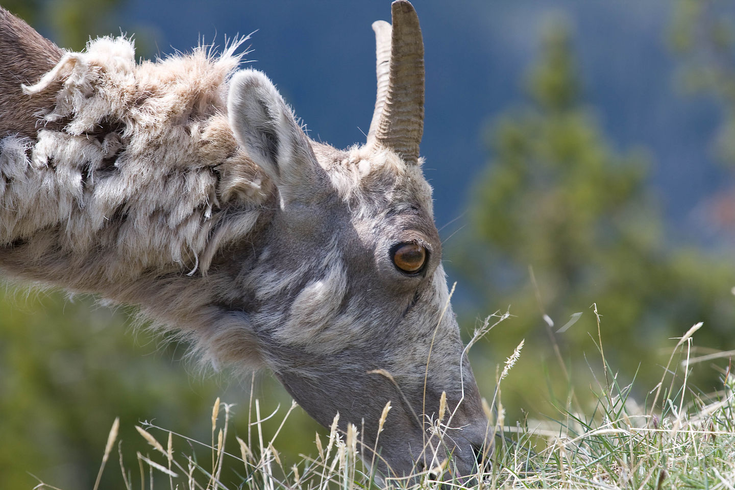 Bighorn on Mount Washburn