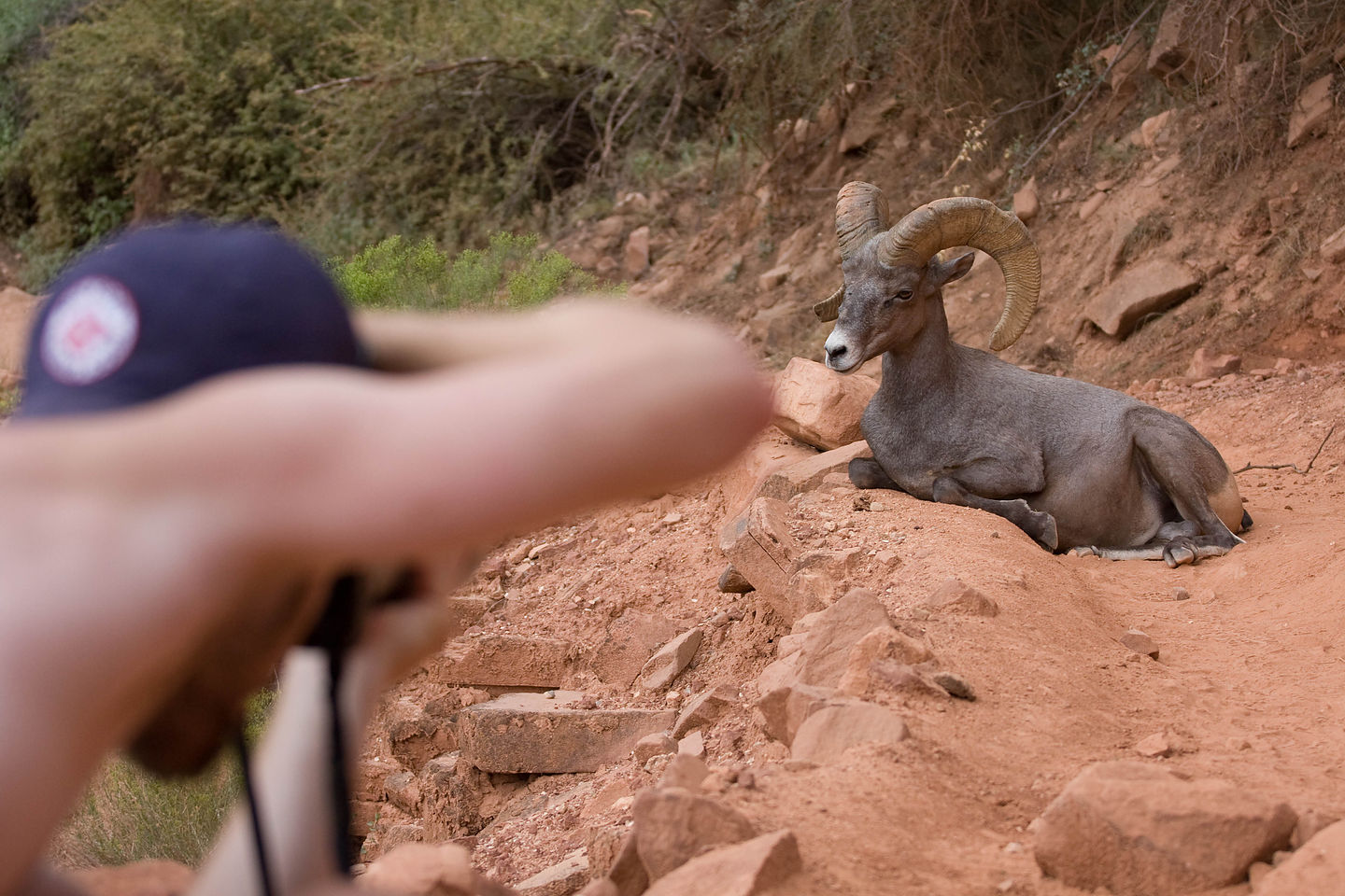 John Photographing Bighorn