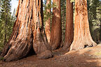 Mariposa Grove