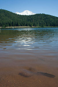 Hatchery Trout with Mount Shasta