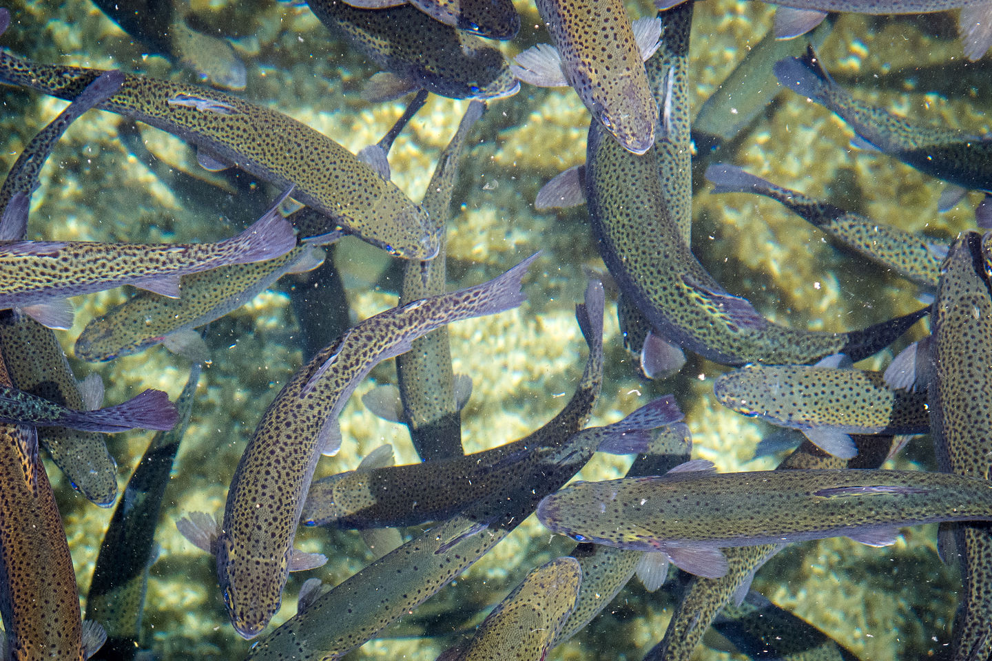 Wizard Fish Hatchery Trout