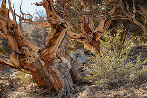 Bristlecone Pine Trees