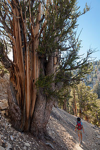 Lolo Hiking in Bristlecone Pine Forest