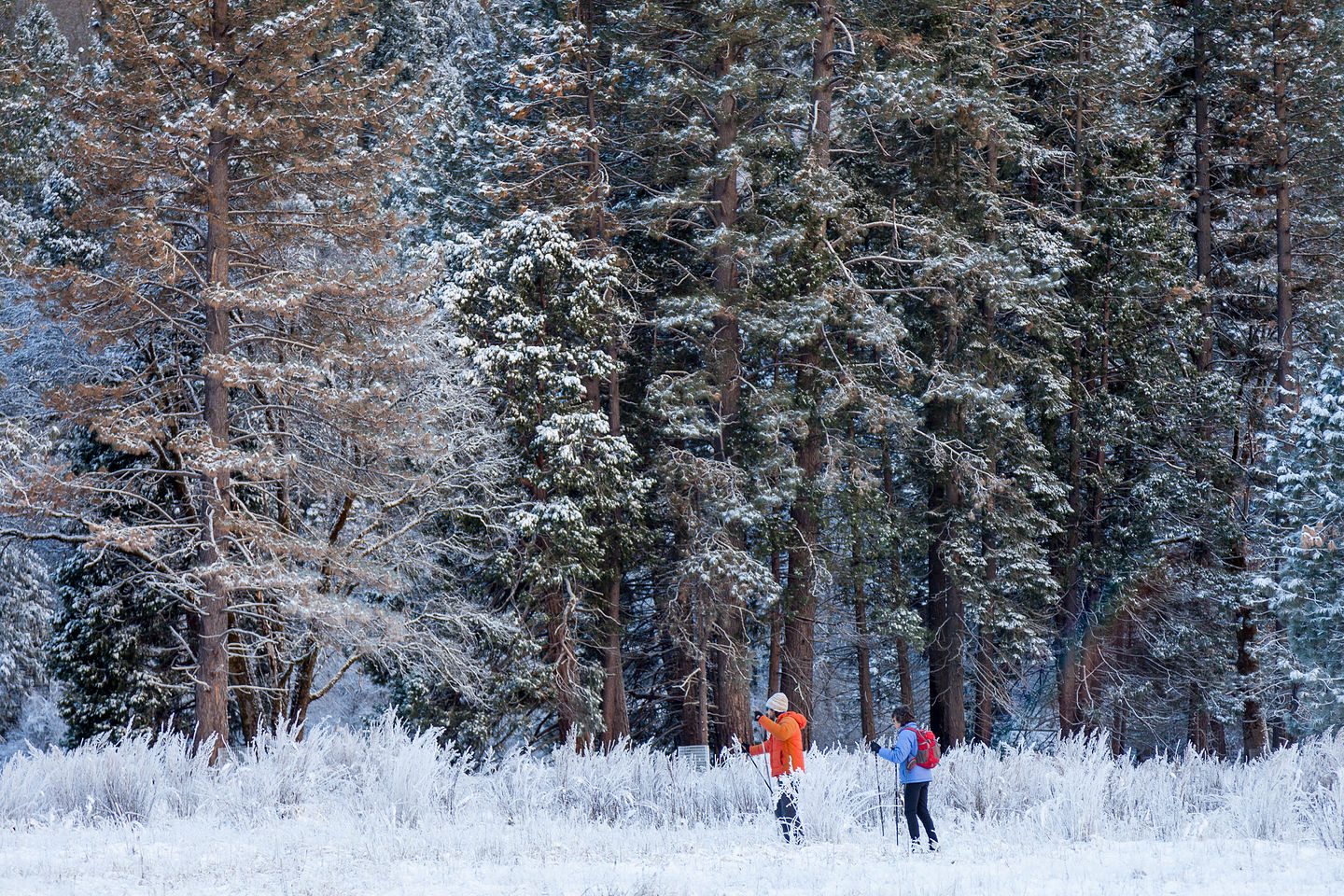 XC Skiing in Ahwahnee Meadow