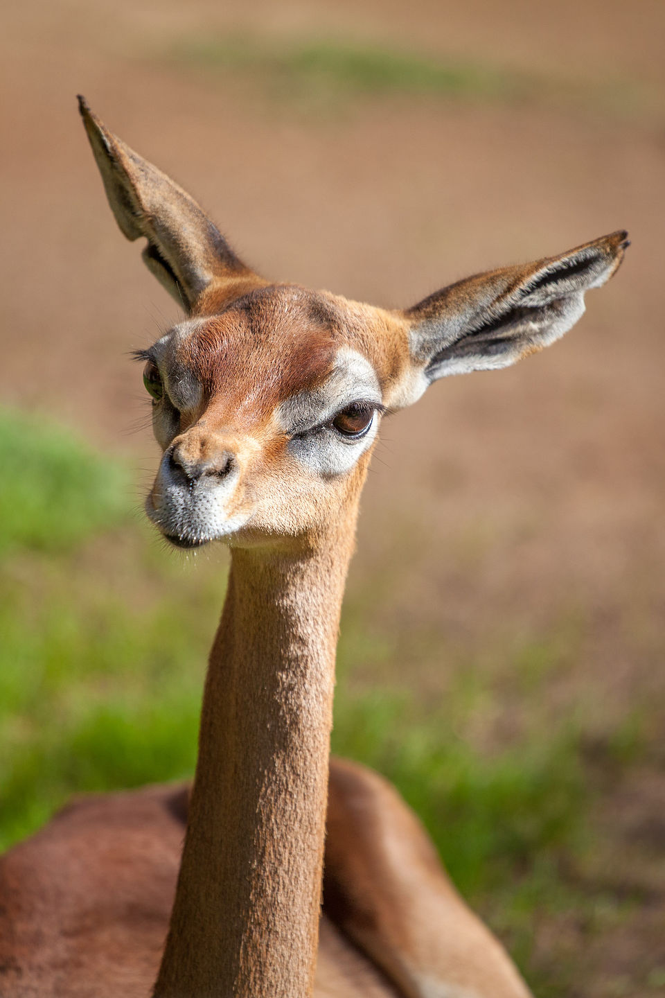 Guanaco