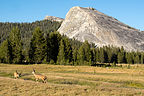 Deer frolicking in the meadow