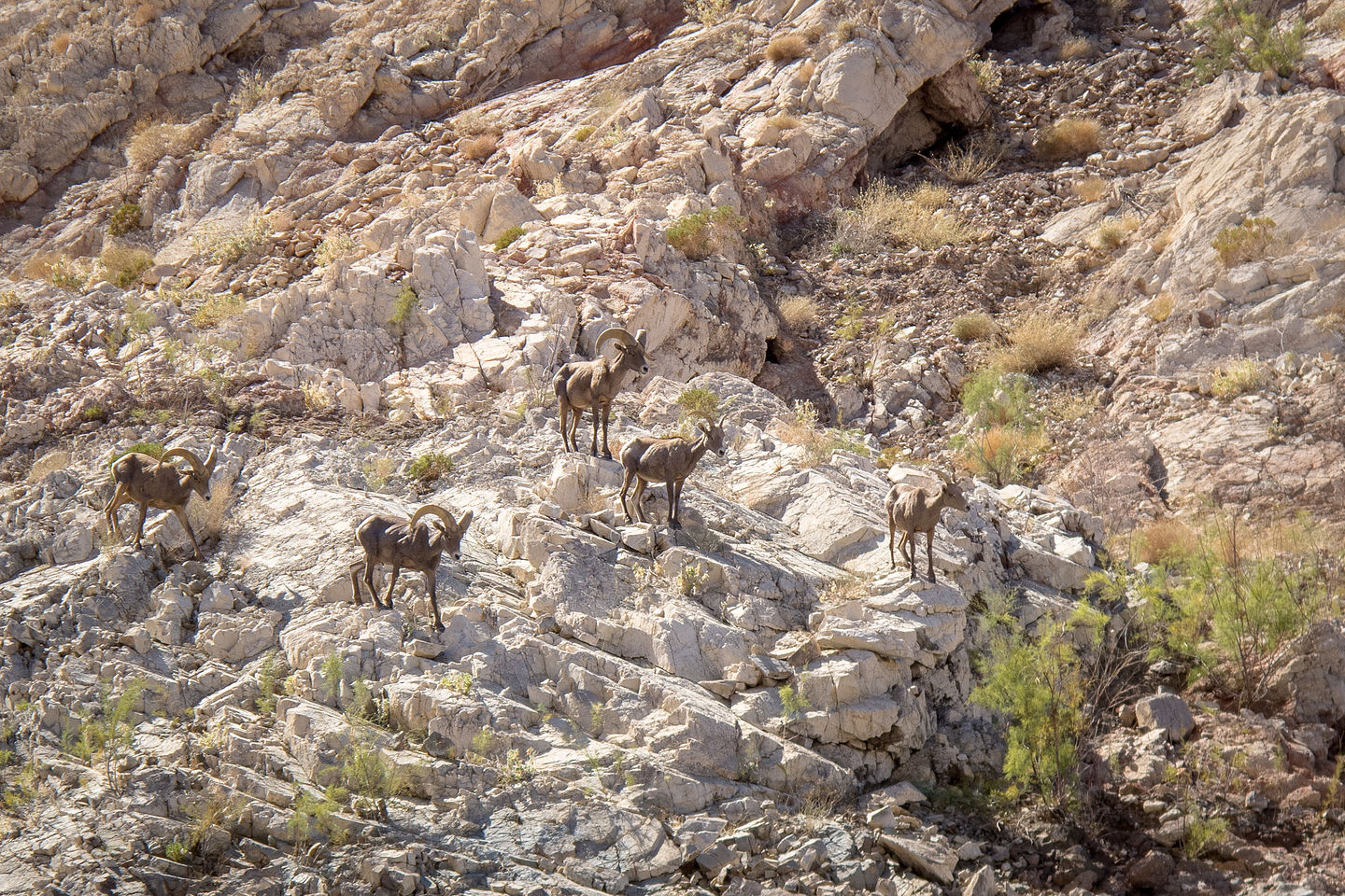 Desert Bighorn Sheep in Indian Canyon Cove