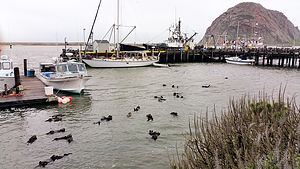 A Romp of Otters in Morro Bay