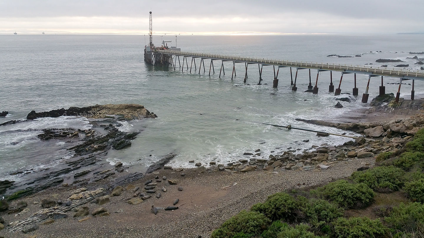 Seals on Carpinteria Beach