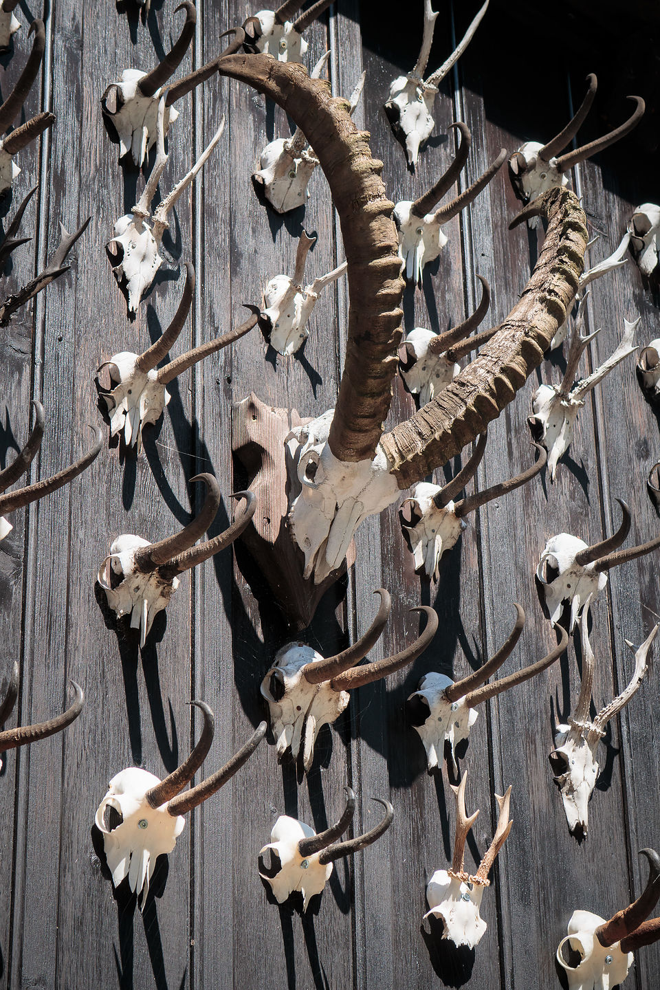 Another type of horn in Lauterbrunnen Valley