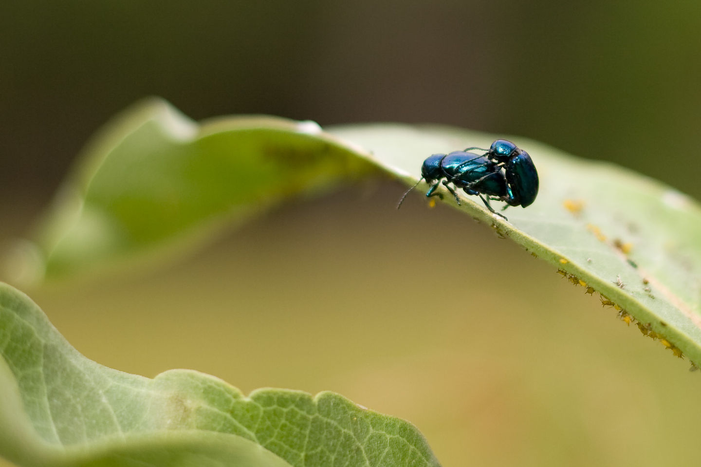 Procreating blue bugs