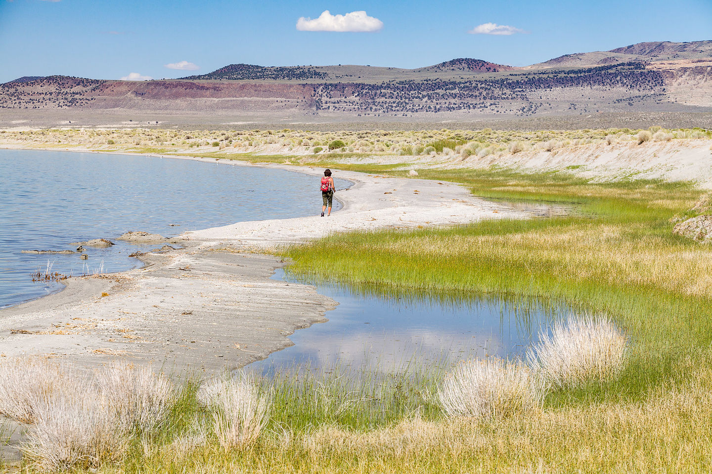 Lolo wandering along Mono Lake