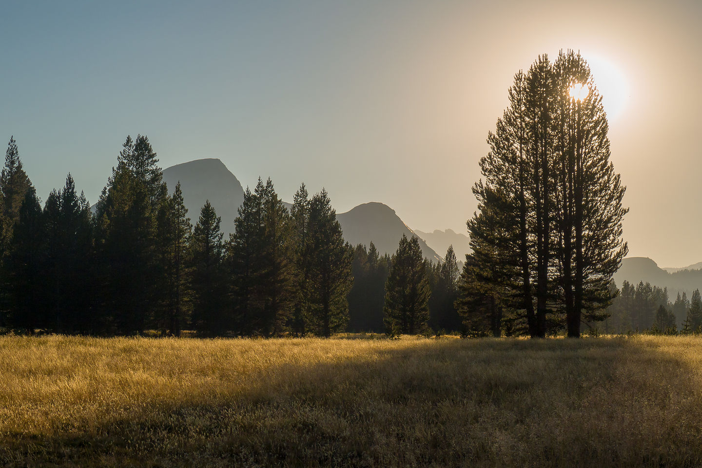 Evening in the Meadow