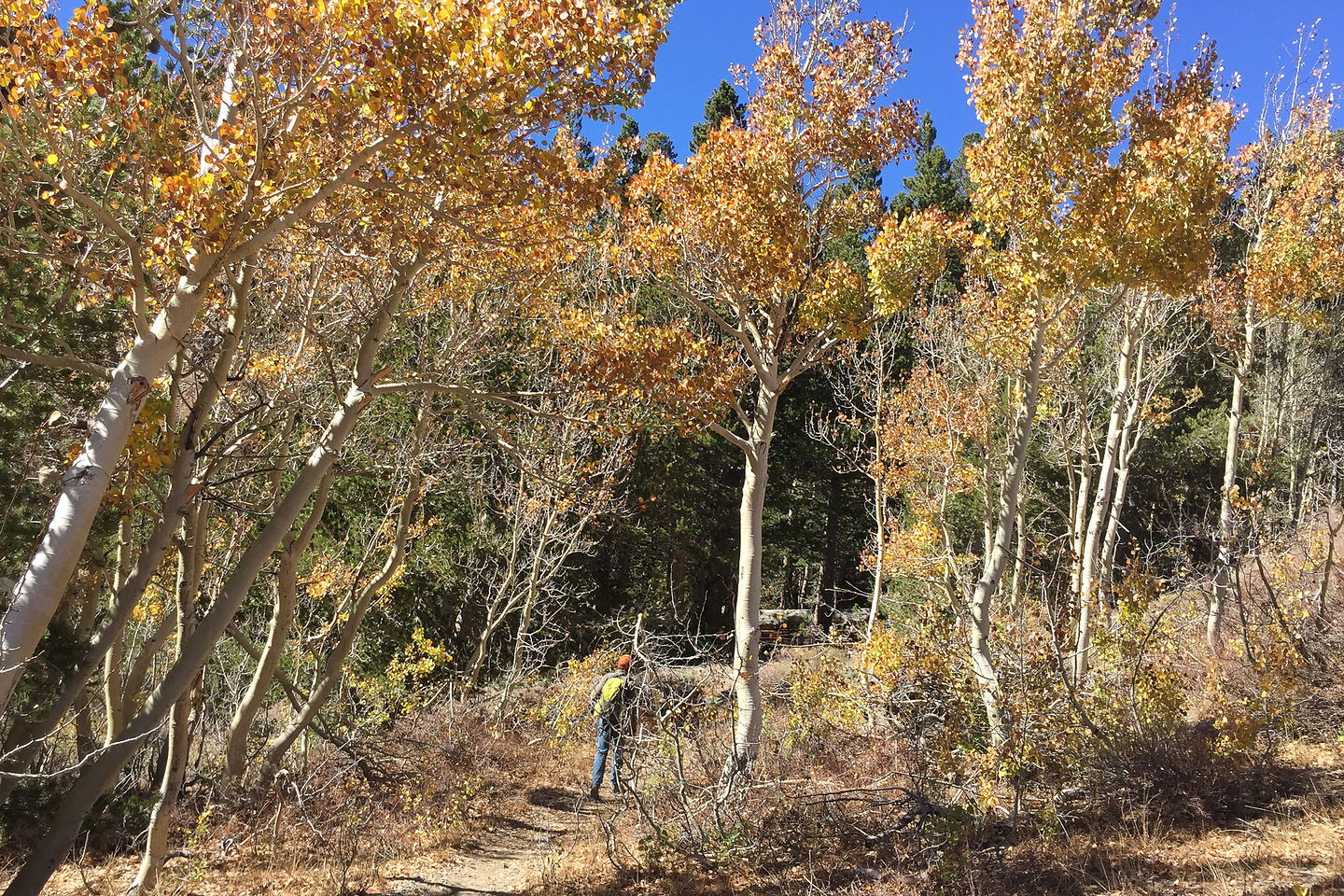 Foliage along the Virginia Lakes Trail