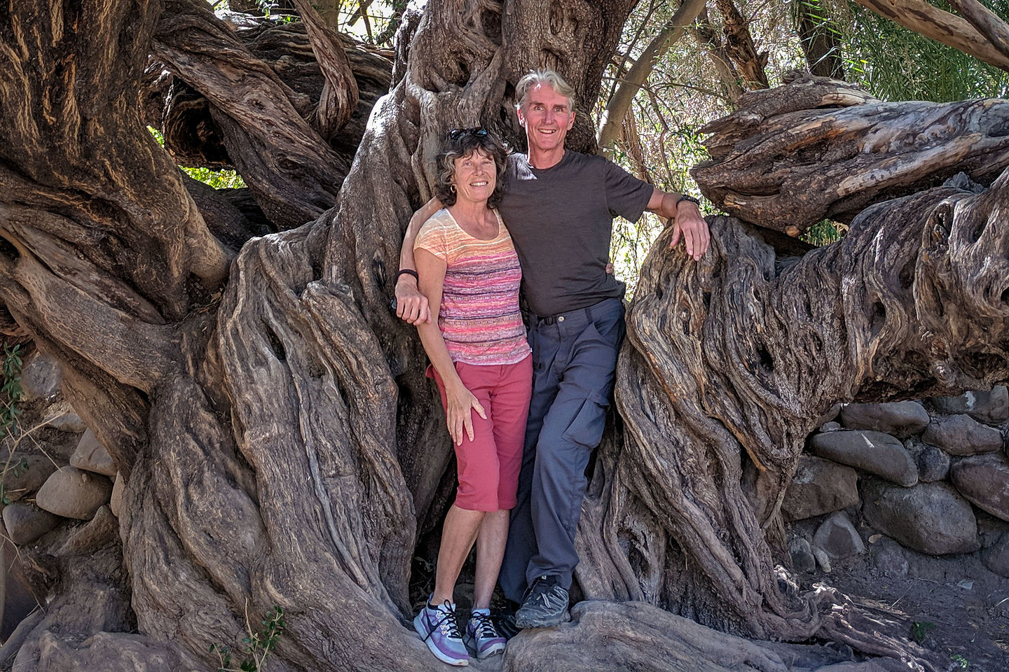 Old 300 year old olive tree - Mision San Francisco Javier