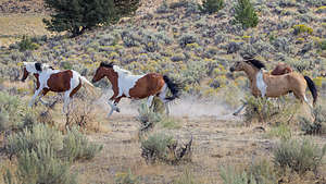 Wild horses of Steens Mountain