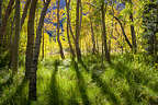 Aspen grove along Convict Lake Trail