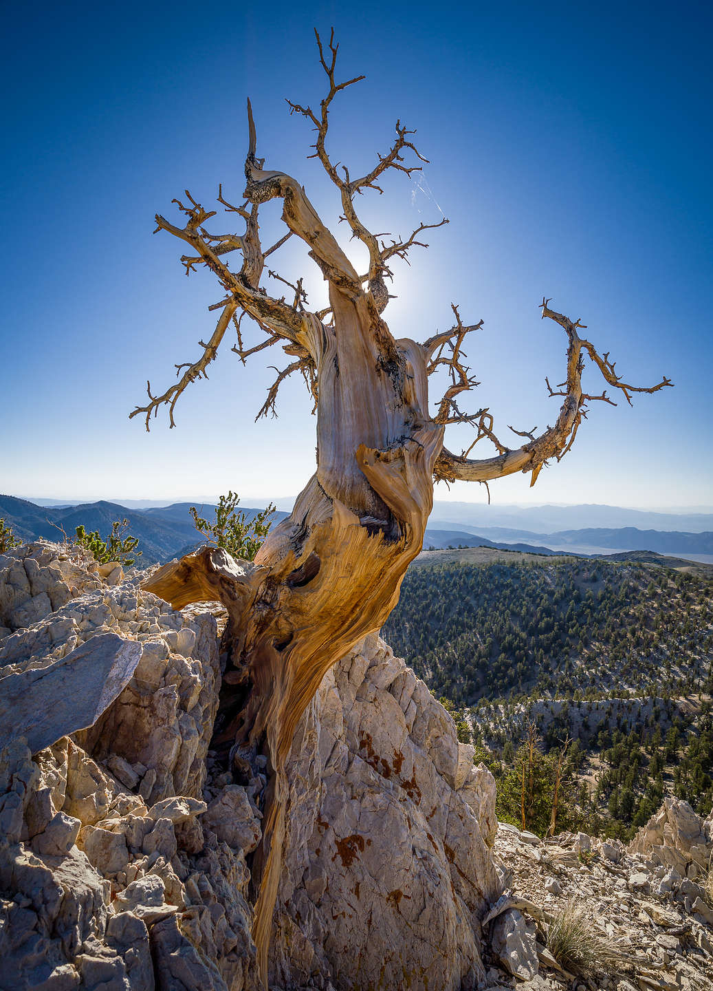 Along the Methuselah Trail in the Schulman Grove