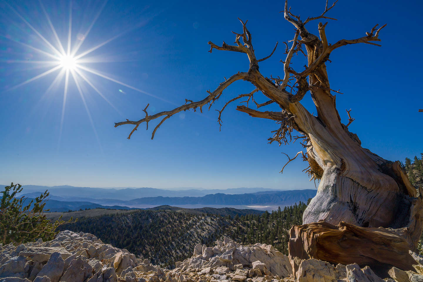 Along the Methuselah Trail in the Schulman Grove