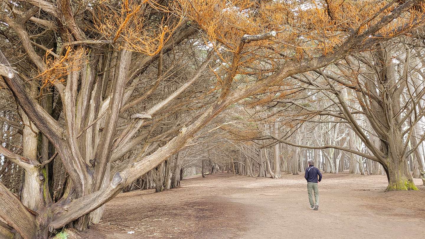 Cypress Trail - James V. Fitzgerald Marine Reserve