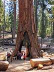 The California Tunnel Tree