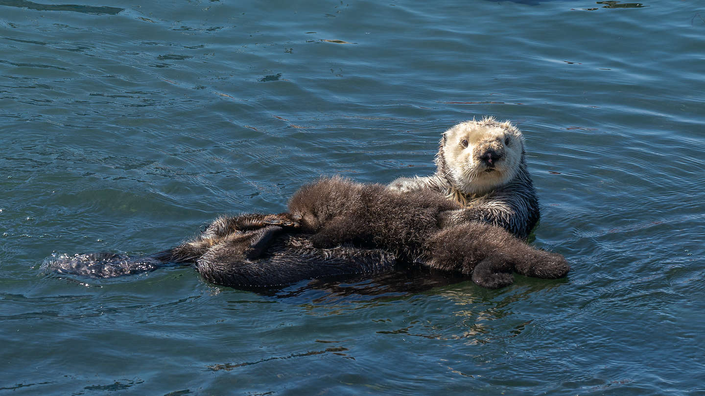 My favorite Morro Bay Otter