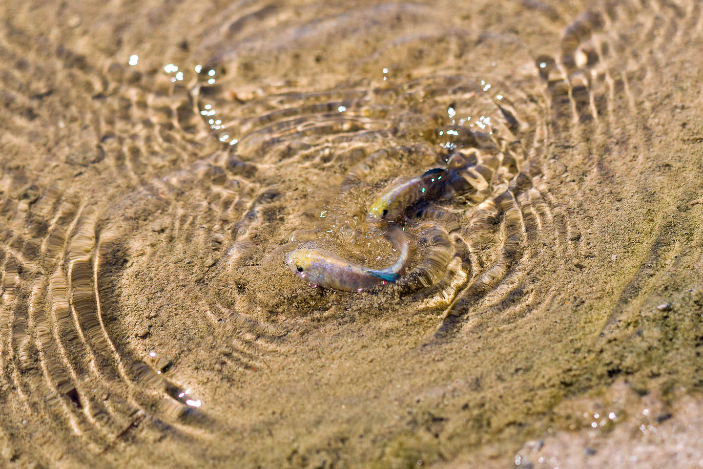 Salt Creek pupfish foreplay