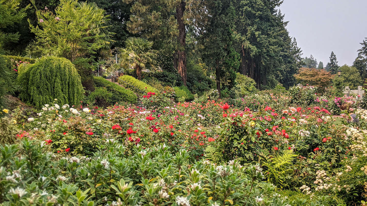 International Rose Garden