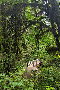 Quinault Rainforest