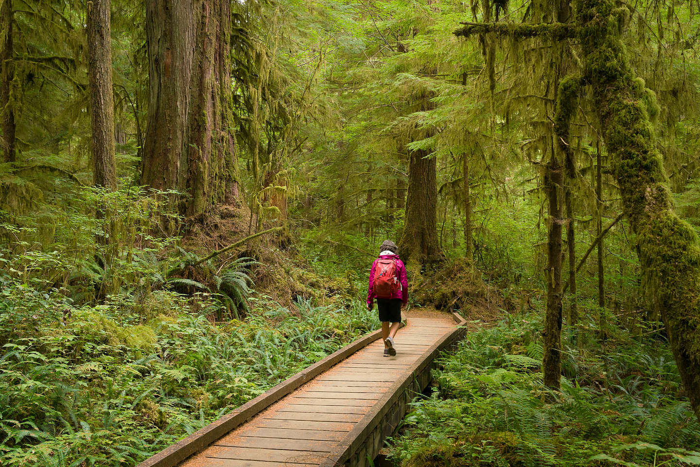 Quinault Rainforest