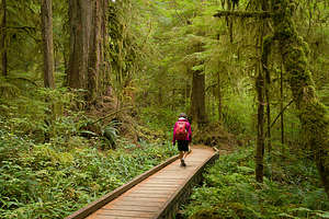 Quinault Rainforest