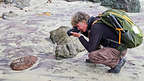 Herb stalking purple sand on Pfeiffer Beah