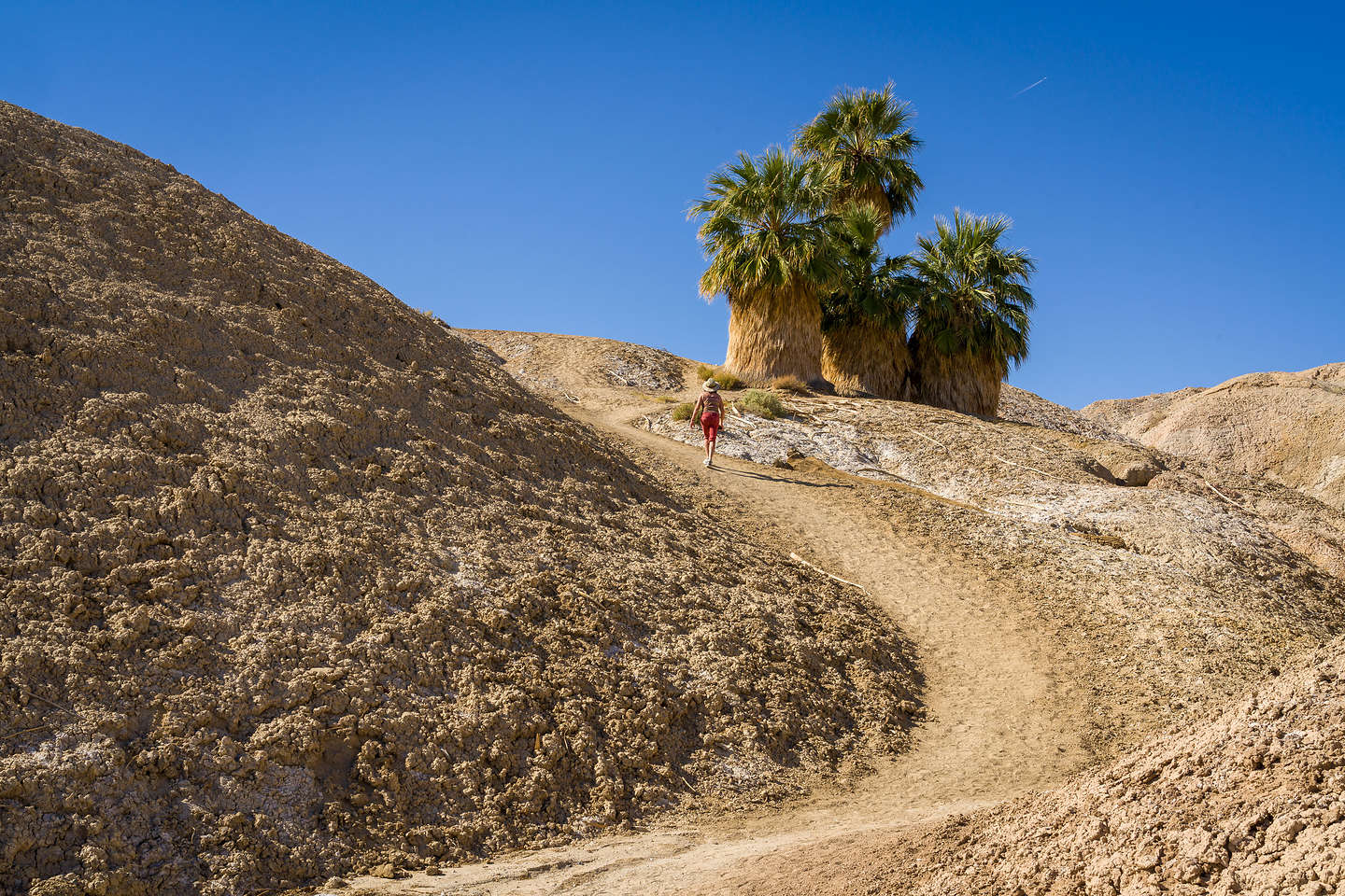 Lolo charging up to the Five Palms Oasis