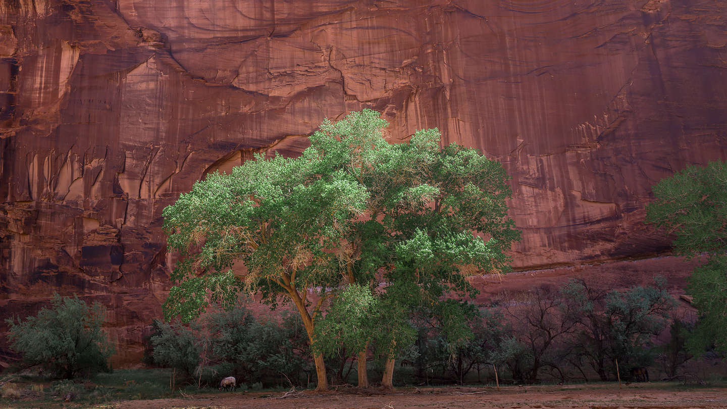 Lush greenery in the canyon