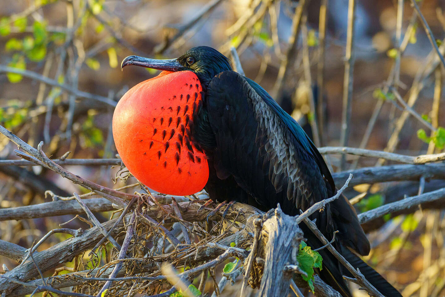 Magnificent Frigatebird