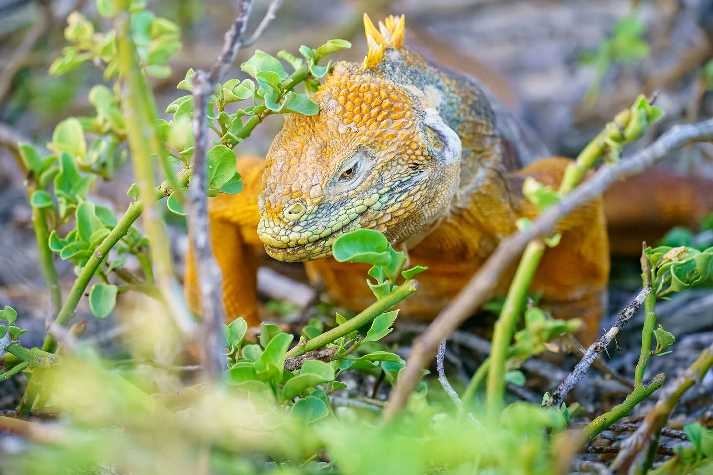 Can't get enough of these land iguanas