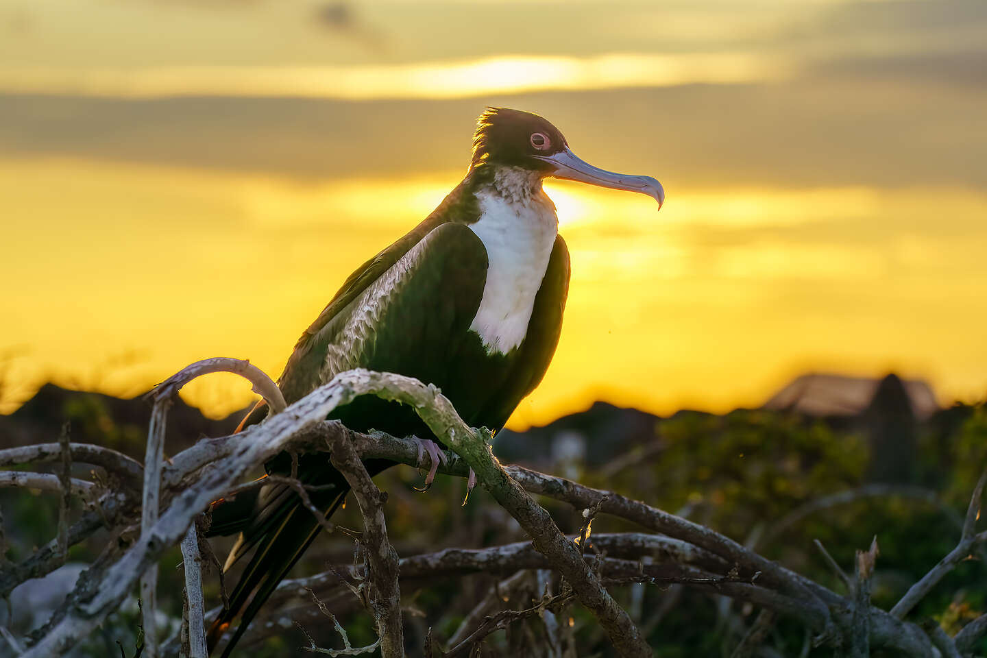 Giant Frigatebird 