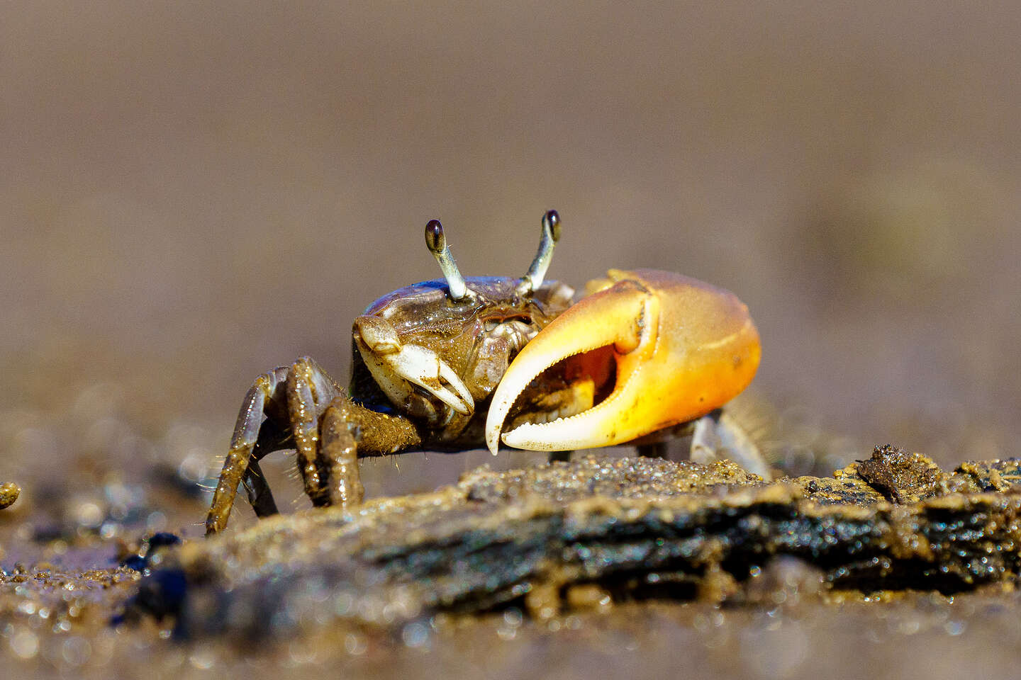 Fiddler Crab