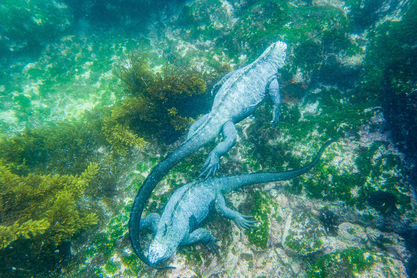 Snorkeling with marine iguanas