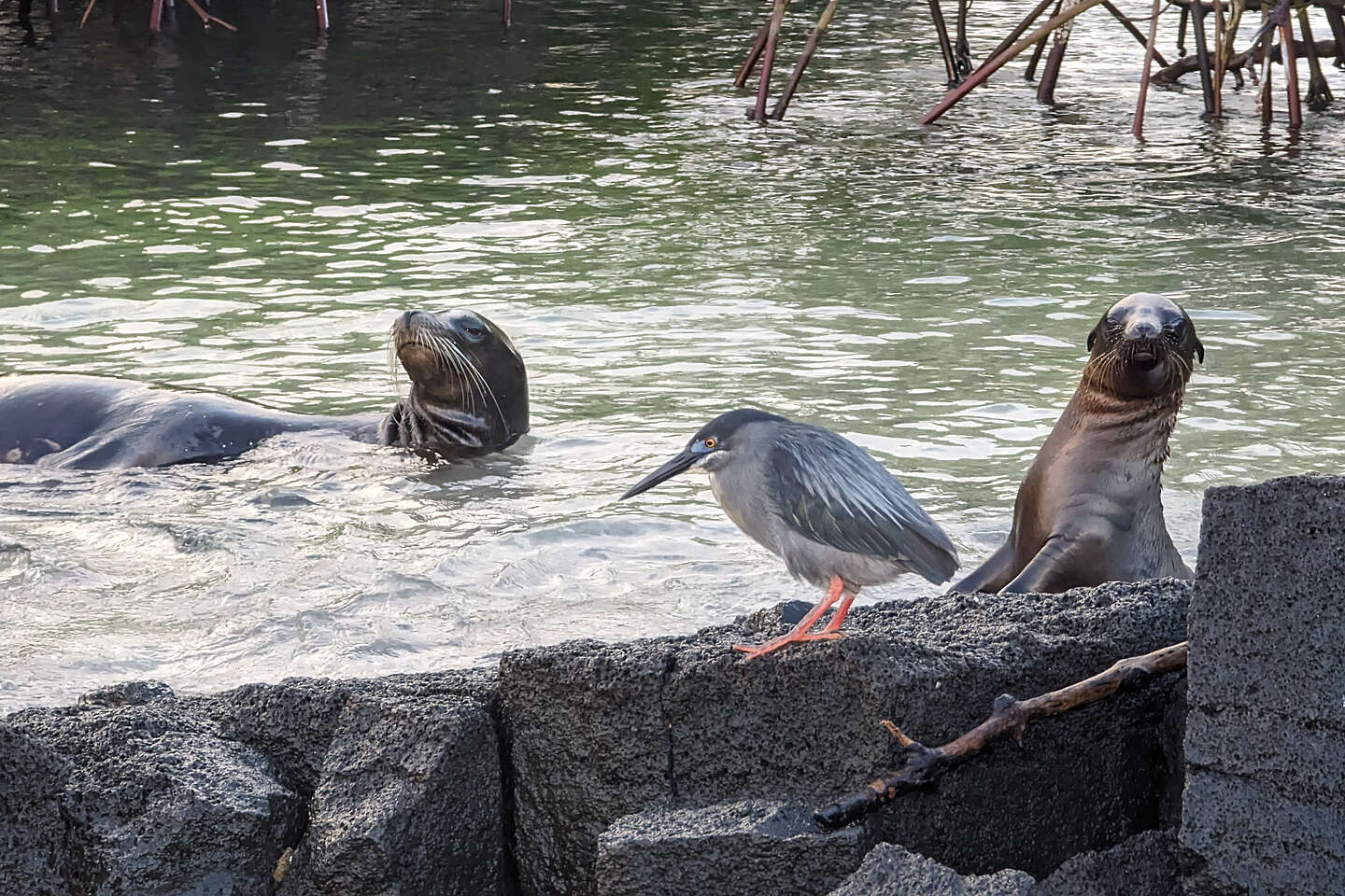 Sea Lions and a lava heron