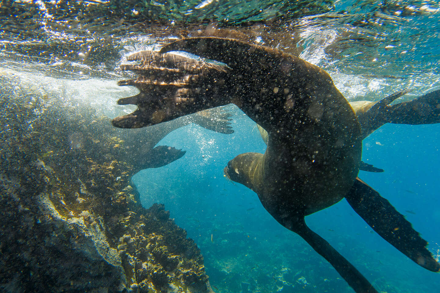 Snorkeling with the sea lions