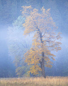 Lovely trees of El Cap Meadow