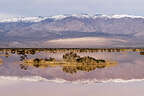 Ephemeral Pond near Panamint Springs