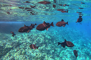 School of Black Triggerfish